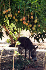 Ein Esel steht unter einem Mangobaum  Brasilien