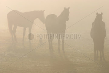 Ploen  Pferde im Nebel