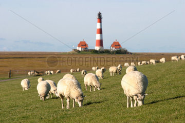 Schafe vor dem Leuchtturm Westerhever an der Nordsee