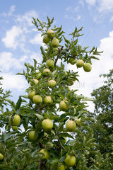 Italien  Apfelbaum auf einer Apfelplantage bei Latsch