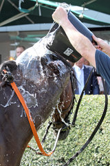 Hannover  Pferd wird bei Hitze nach dem Rennen mit Wasser aus einem Eimer uebergossen