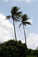 Palmen in Brasilien