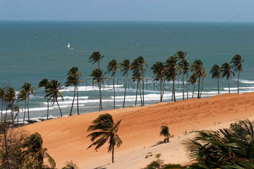 Die von Palmen besetzte Kueste in Brasilien