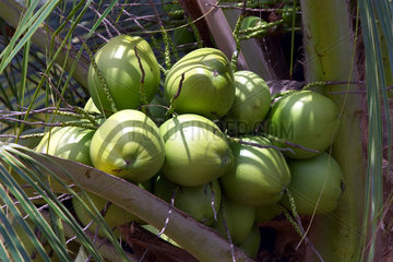 Kokosnuesse in Brasilien