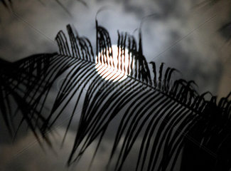 Palmblaetter im Licht des Vollmonds  Brasilien