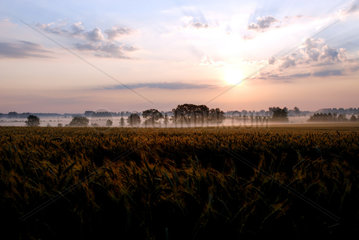 Neuruppin  Sonnenaufgang ueber einem Getreidefeld