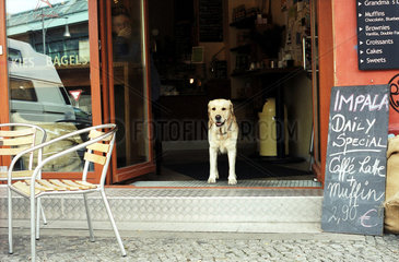 Berlin  ein Hund steht in der Tuer eines Cafes