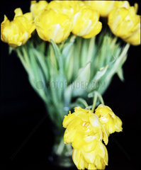 Berlin  gelbe Tulpen in einer Vase