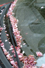 Abgefallene Kirschbaumblueten bedecken die Frontscheibe eines Autos