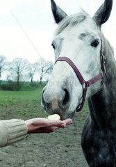 Demmin  ein Pferd wird mit einem Apfel gefuettert