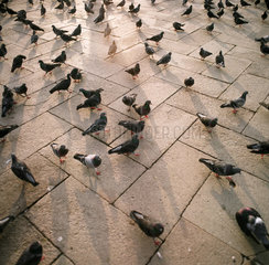 Tauben auf dem Markusplatz in Venedig
