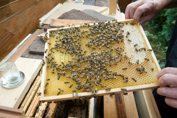 Grammendorf  Deutschland  ein Imker und seine Bienen