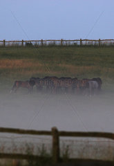 Goerlsdorf  Deutschland  Pferde im Nebel auf der Weide