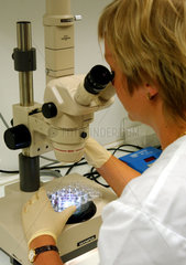 Untersuchung von Zellkulturen am Mikroskop