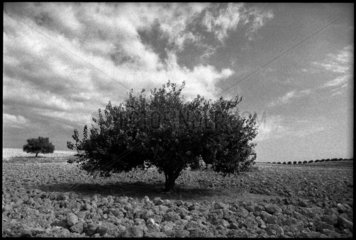 Sizilien  Olivenbaum auf einem Acker