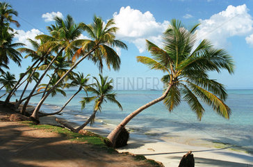 Palmen am Strand von Playa Bonita