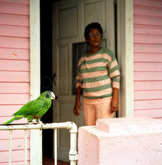 Papagei in Puerto Plata  Dominikanische Republik