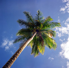 Kokospalme  Dominikanische Republik