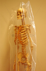Skelett in der Sammlung des Instituts fuer Anatomie an der Charite in Berlin