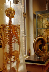 Skelett in der Sammlung des Instituts fuer Anatomie an der Charite in Berlin