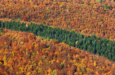 Herbstwald in Thueringen