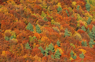 Herbstwald in Thueringen