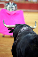 Sevilla  Spanien  ein Matador wartet mit dem Tuch auf den Stier in der Real Maestranza