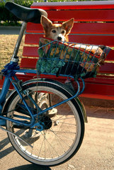 Italien  Locarno  Hund im Fahrradkorb
