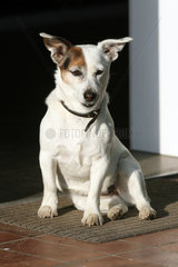Soltau  Deutschland  Jack-Russel-Terrier