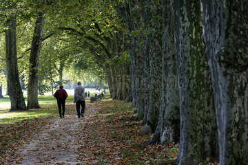Menschen spazieren durch eine Baumallee im Rosensteinpark