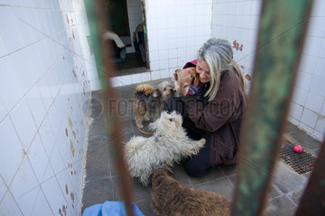 Barcelona  Spanien  das Tierheim  eine freiwillige Mitarbeiterin hilft bei den Hunden