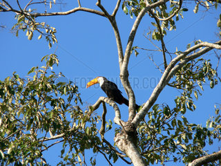 Brasilien  Tukan auf einem Baum