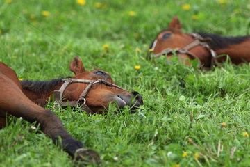 Goerlsdorf  Deutschland  Pferde liegen im Tiefschlaf auf der Weide