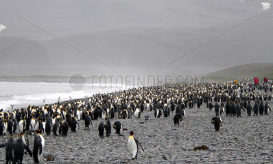 Antarktis  Pinguinkolonie am Strand