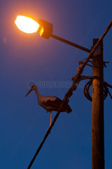 Cigoc  Kroatien  ein Storch auf einer Stromleitung