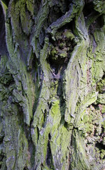 Rinde eines alten Akazien Baumes
