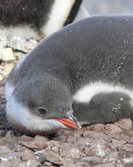 Antarktis  Pinguinjunges