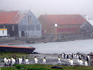 Antarktis  Pinguingruppe