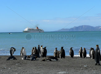 Antarktis  Pinguine am Strand