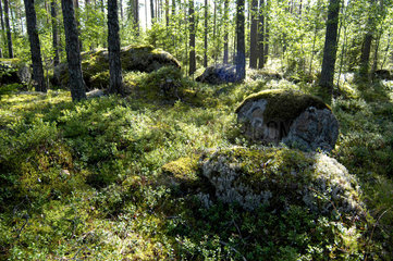 Finnland  Waldboden