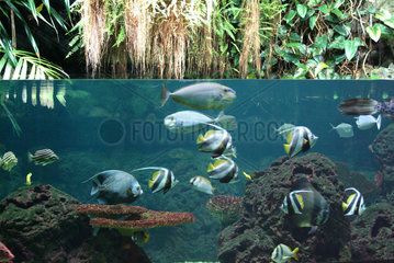 tropische Fische
