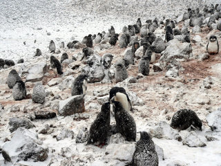 Antarktis  Pinguinkolonie im Schnee