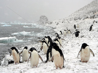 Antarktis  Pinguinkolonie im Schnee
