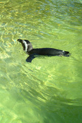 Schwimmender Pinguin