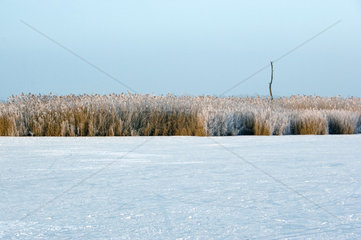 Bad Buchau  gefrorenes Schilf am Ufer des Federsees