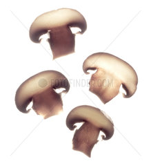 Halbierte Pilze vor weissem Hintergrund