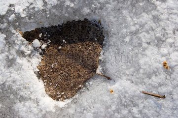 Riedlingen  gefrorenes Pappelblatt im Schnee