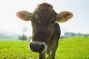 Isny  Kuh auf der Weide