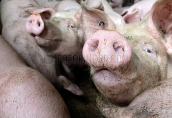 Beinrode  Deutschland  Schweinemast
