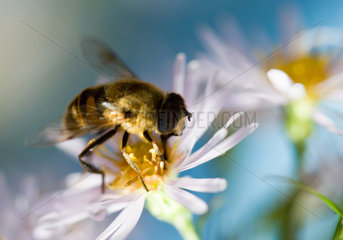 Berlin  Biene auf der Bluete der Herbstaster
